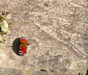 26th Mar 2020 - Red Admiral