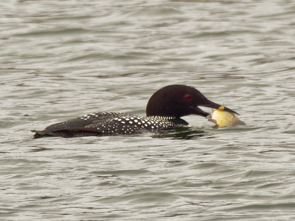 common loon with fish by rminer