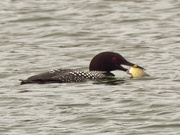 26th Mar 2020 - common loon with fish