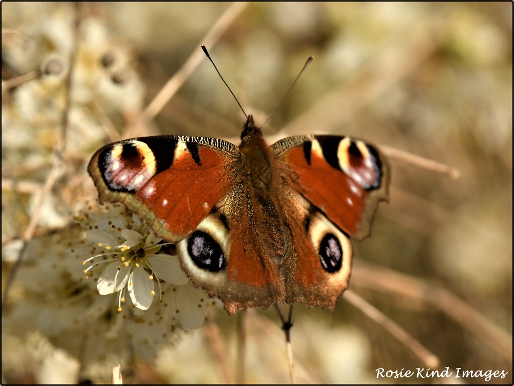 Peacock butterfly by rosiekind