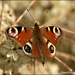 Peacock butterfly by rosiekind