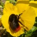 bumble bee by arthurclark