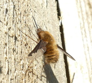 26th Mar 2020 - Beefly