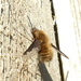 Beefly by jesika2