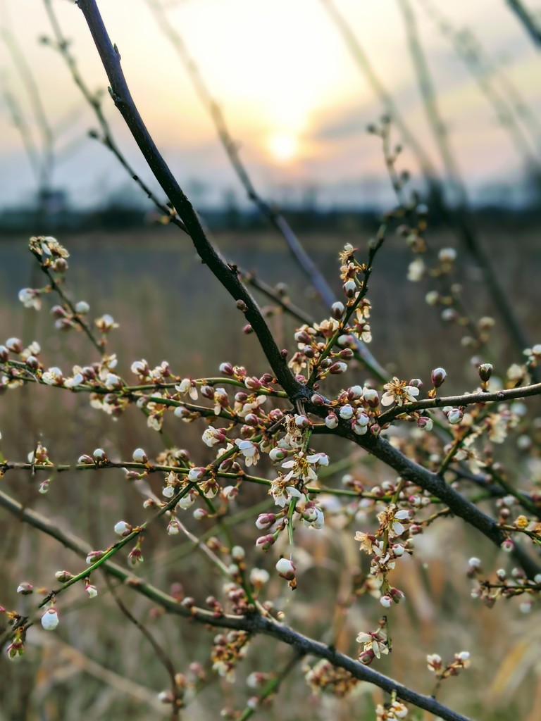 Spring... by panoramic_eyes