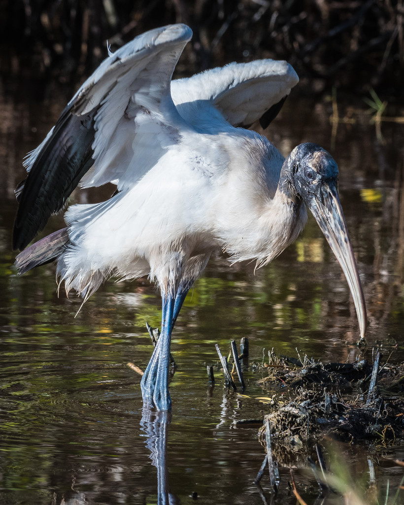 Very Busy Wood Stork by mgmurray