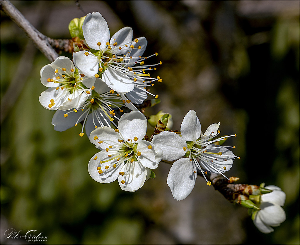 Plum Blossom by pcoulson
