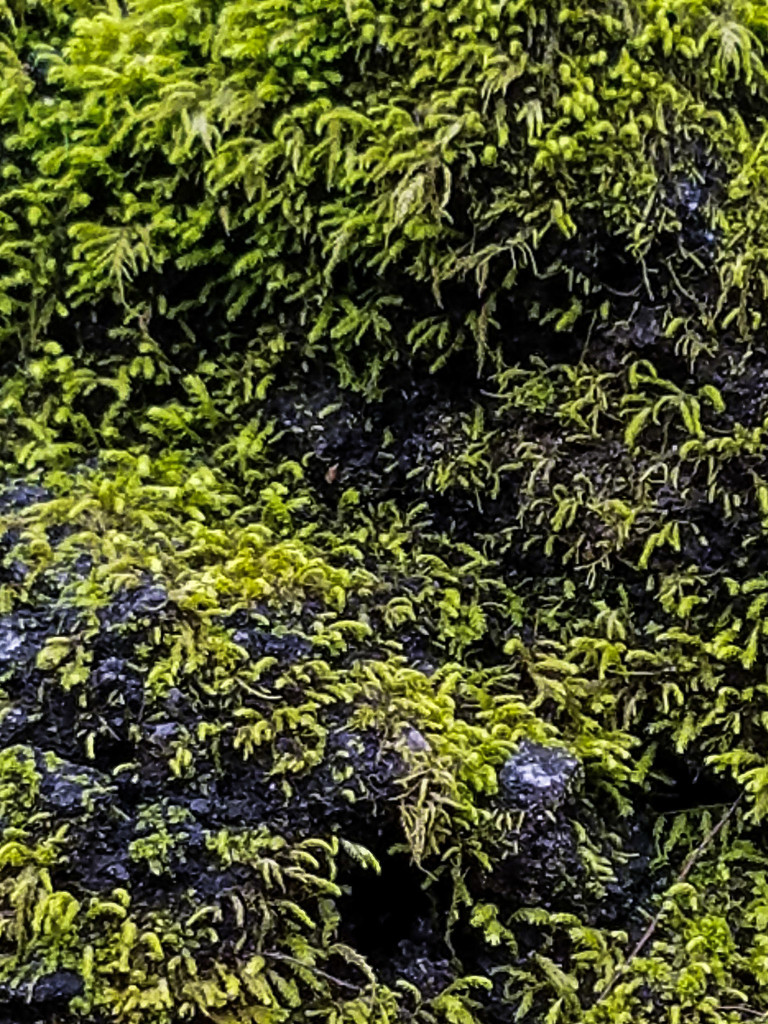 Moss green by randystreat