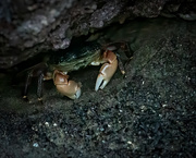 26th Mar 2020 - Another Crab Sheltering in Place