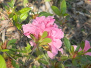 26th Mar 2020 - Pink Azalea Flower