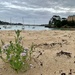 Flowers on the beach.  by cocobella