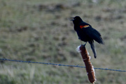 26th Mar 2020 - Red-Winged Blackbird