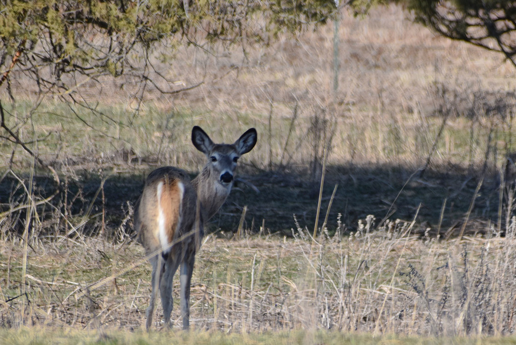 Whitetail Deer by bjywamer