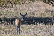 26th Mar 2020 - Whitetail Deer