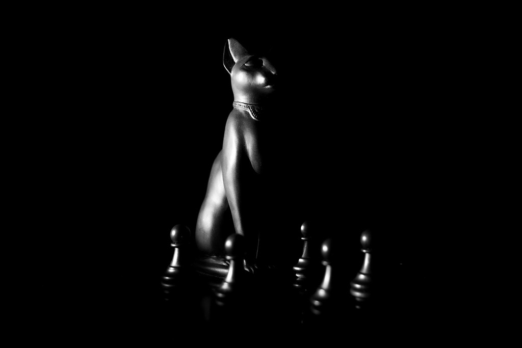 cat amongst the pawns by northy