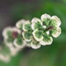 Basil flowers are green - who knew? by kiwinanna