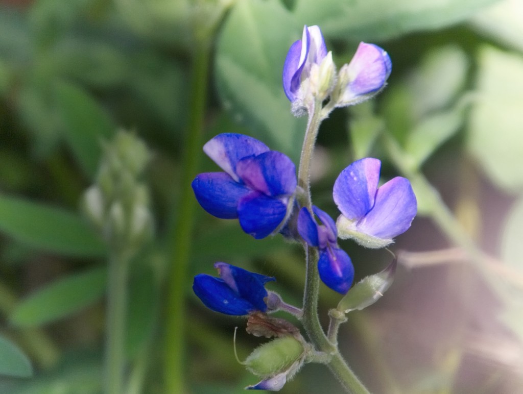 Blue wildflowers by kiwinanna