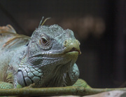 22nd Oct 2019 - Hello green iguana at the Auckland Zoo