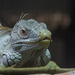 Hello green iguana at the Auckland Zoo by creative_shots