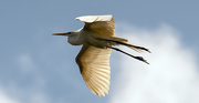 26th Mar 2020 - Egret Fly-Over!
