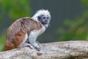 26th Oct 2019 - Cotton‑top Tamarin theses guys race around fast!