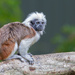 Cotton‑top Tamarin theses guys race around fast! by creative_shots