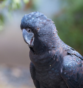 21st Oct 2019 - Red-tailed black cockatoo - he was very friendly