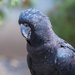 Red-tailed black cockatoo - he was very friendly by creative_shots