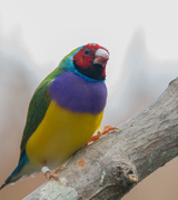 27th Oct 2019 - Gouldian Finch - colorful bird