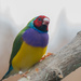 Gouldian Finch - colorful bird by creative_shots