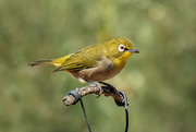 27th Mar 2020 - White-eye