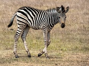 27th Mar 2020 - Zebra youngster