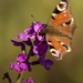 butterfly by shepherdmanswife