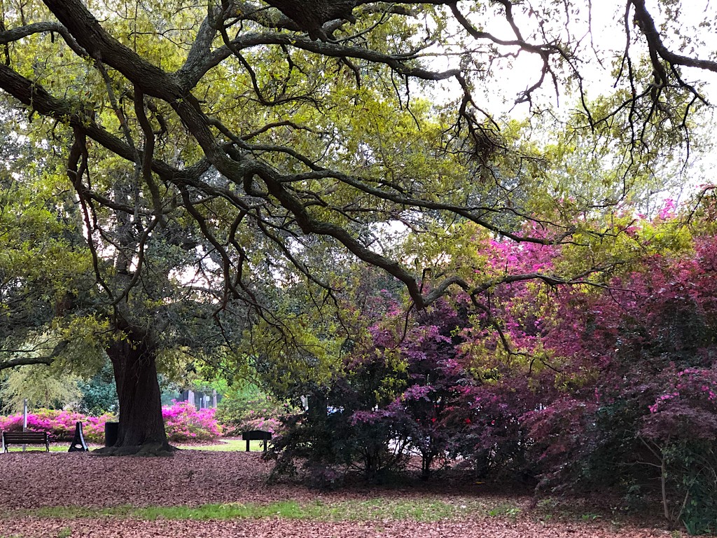 Spring colors, Hampton Park, Charleston by congaree