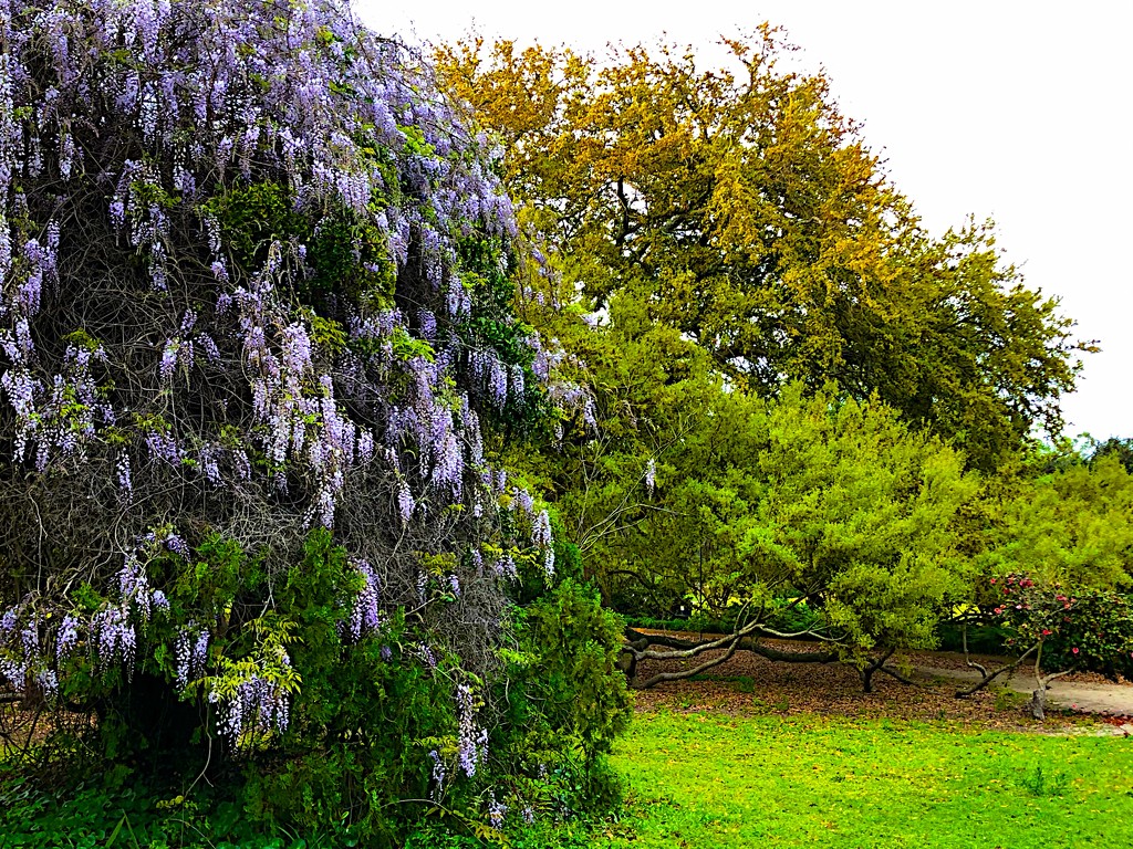 Wisteria and live oaks leafing out, Hampton Park, Charleston by congaree