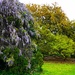 Wisteria and live oaks leafing out, Hampton Park, Charleston by congaree