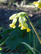 27th Mar 2020 - I do love the humble Cowslip, so pleased this survived in our garden to bloom again this year