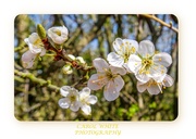 27th Mar 2020 - Hawthorn Blossom