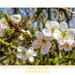 Hawthorn Blossom by carolmw