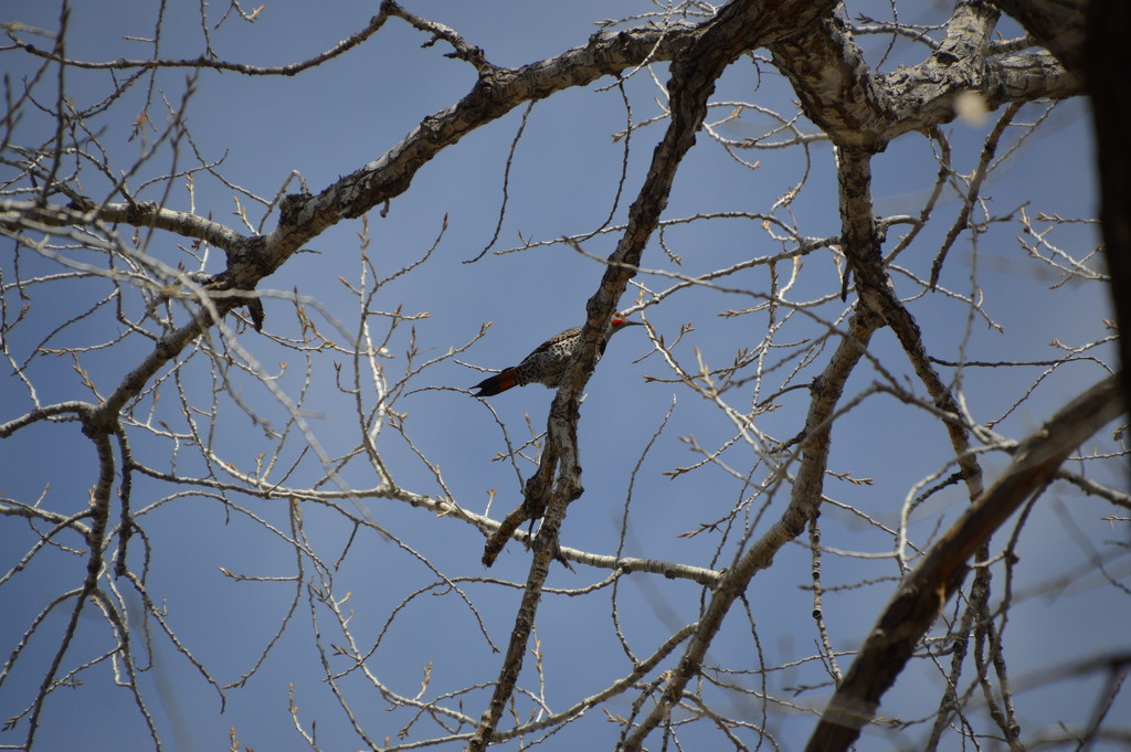 Woodpecker. by bigdad