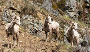 27th Mar 2020 - Bighorn Sheep