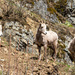 Bighorn Sheep by 365karly1