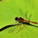  Red Dragon Fly ~   by happysnaps