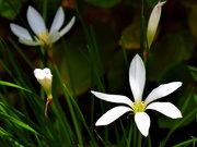 28th Mar 2020 - Pretty White Flower ~    