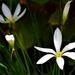 Pretty White Flower ~     by happysnaps
