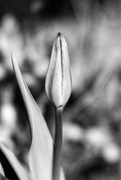 27th Mar 2020 - Tulip