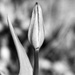 Tulip by mattjcuk