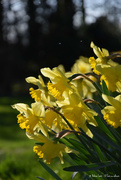15th Mar 2020 - daffodils