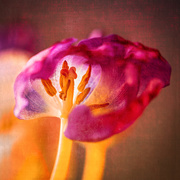27th Mar 2020 - painterly tulip past its prime