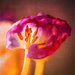 painterly tulip past its prime by jernst1779